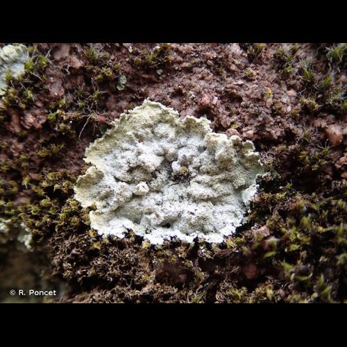 <i>Lepraria membranacea</i> (Dicks.) Vain., 1921 © R. Poncet