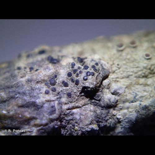 <i>Lecania naegelii</i> (Hepp) Diederich & van den Boom, 1994 © R. Poncet