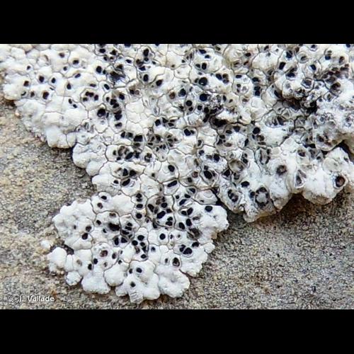 <i>Diplotomma hedinii</i> (H.Magn.) P.Clerc & Cl.Roux, 2004 &copy; J. Vallade