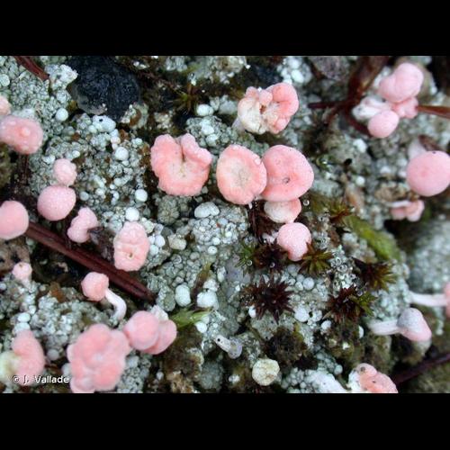 <i>Dibaeis baeomyces</i> (L.f.) Rambold & Hertel, 1993 &copy; J. Vallade