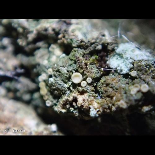 <i>Coenogonium pineti</i> (Ach.) Lücking & Lumbsch, 2004 © R. Poncet