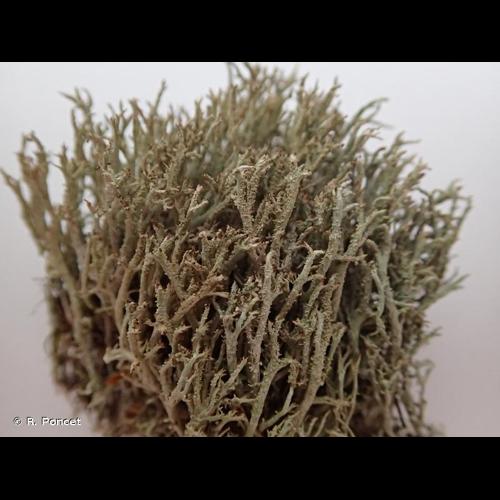 <i>Cladonia scabriuscula</i> (Delise) Nyl., 1875 © R. Poncet
