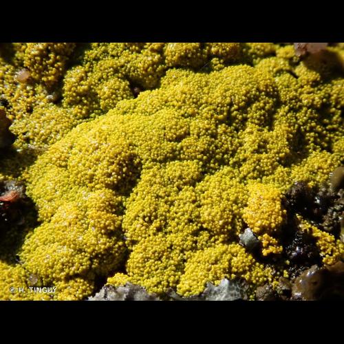 <i>Candelariella coralliza</i> (Nyl.) H.Magn., 1935 © H. TINGUY