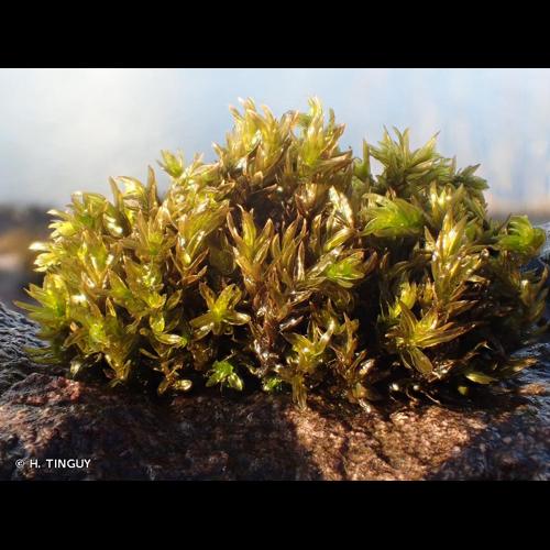 <i>Cinclidotus fontinaloides</i> (Hedw.) P.Beauv., 1805 © H. TINGUY