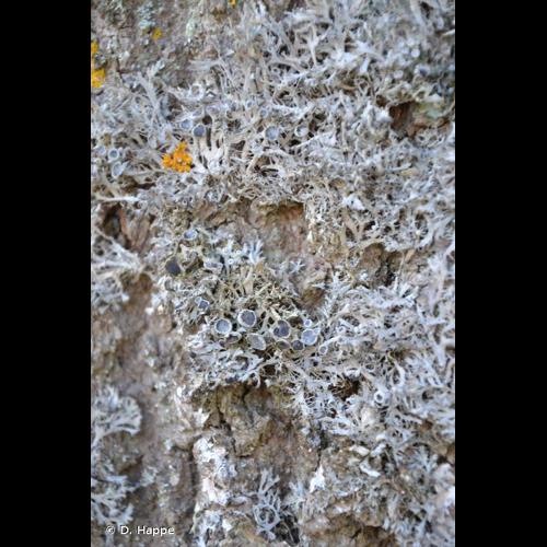 <i>Anaptychia ciliaris</i> (L.) Körb. ex A.Massal., 1853 © D. Happe