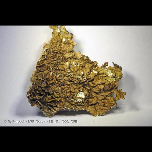 <i>Xanthoparmelia pulla</i> (Ach.) O.Blanco, A.Crespo, Elix, D.Hawksw. & Lumbsch, 2004 &copy; R. Poncet - LPR Corse - MNHN, CdC, OFB