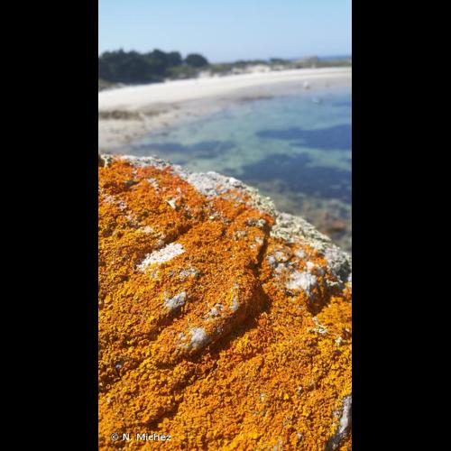 <i>Xanthoria calcicola</i> Oxner, 1937 © N. Michez