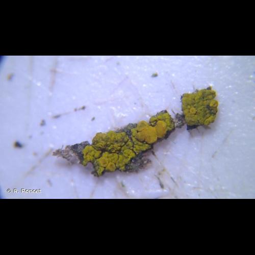 <i>Candelariella vitellina</i> (Hoffm.) Müll.Arg., 1894 &copy; R. Poncet