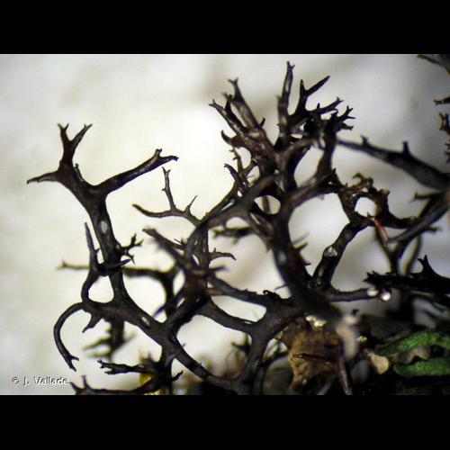 <i>Cetraria aculeata</i> (Schreb.) Fr., 1826 © J. Vallade