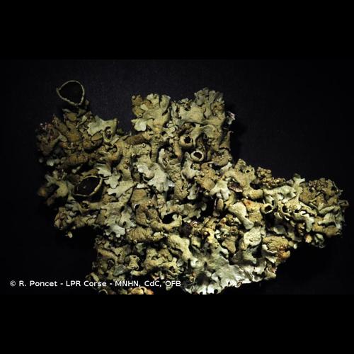 <i>Xanthoparmelia stenophylla</i> (Ach.) Ahti & D.Hawksw., 2005 © R. Poncet - LPR Corse - MNHN, CdC, OFB