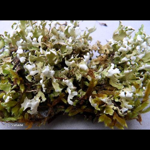 <i>Cladonia foliacea</i> (Huds.) Willd., 1787 © J. Vallade