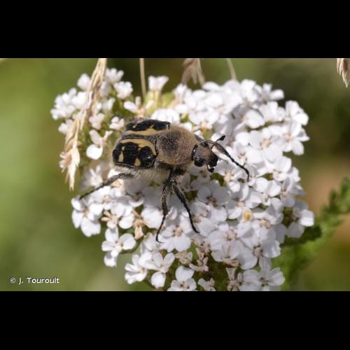 <i>Trichius gallicus</i> Dejean, 1821 © J. Touroult