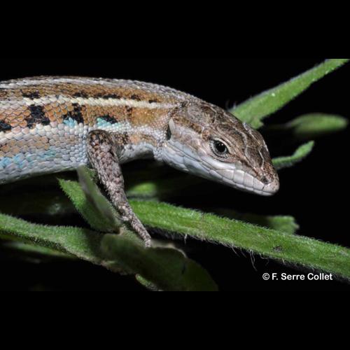 <i>Psammodromus edwarsianus</i> (An. Dugès, 1829) © F. Serre Collet