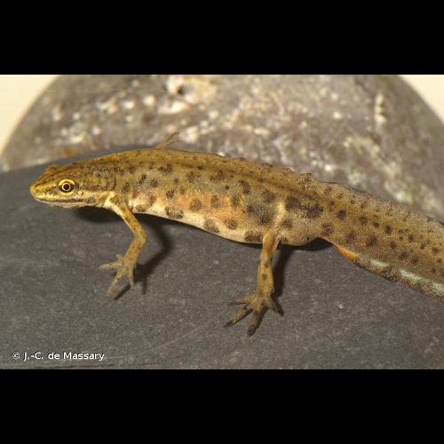 <i>Lissotriton vulgaris vulgaris</i> (Linnaeus, 1758) &copy; J.-C. de Massary