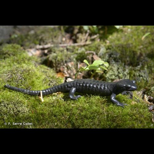 <i>Salamandra atra</i> (Laurenti, 1768) © F. Serre Collet