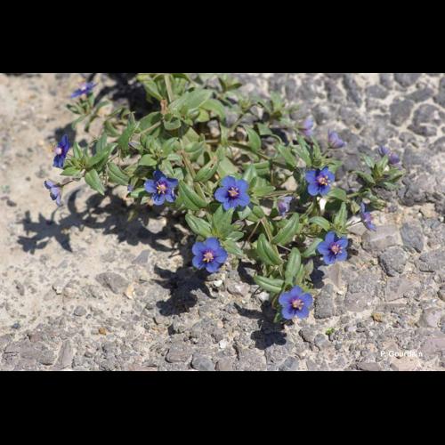 <i>Lysimachia foemina</i> (Mill.) U.Manns & Anderb., 2009 © P. Gourdain