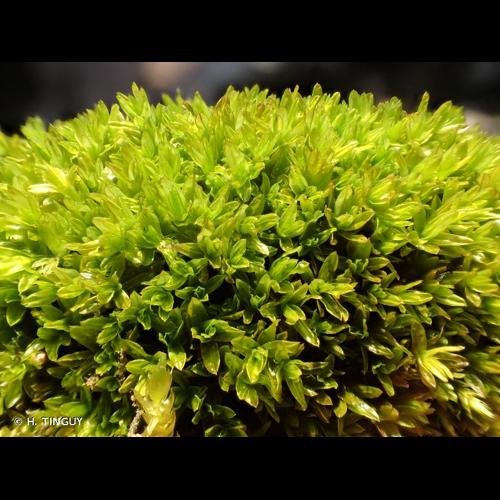 <i>Dialytrichia mucronata</i> (Brid.) Broth., 1902 &copy; H. TINGUY