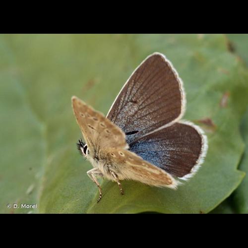 <i>Aricia nicias</i> (Meigen, 1829) &copy; D. Morel