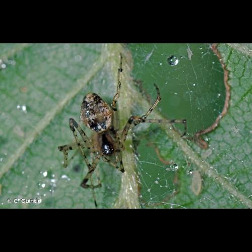 <i>Platnickina tincta</i> (Walckenaer, 1802) © C. Quintin