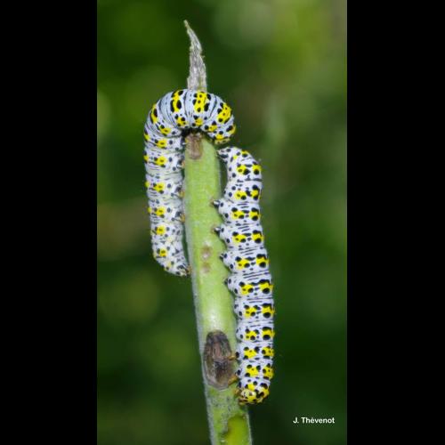 <i>Cucullia verbasci</i> (Linnaeus, 1758) © J. Thévenot
