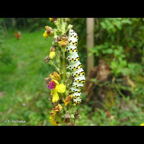 <i>Cucullia lychnitis</i> Rambur, 1833 &copy; F. Michalke