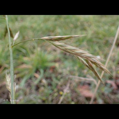 <i>Ceratochloa sitchensis</i> (Trin.) Cope & Ryves, 1996 © Y. Martin