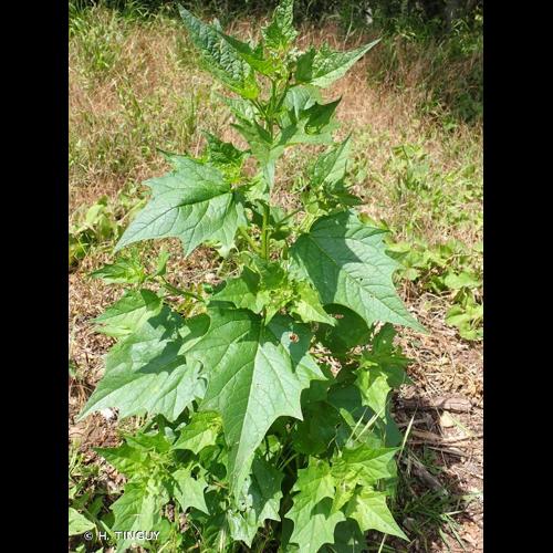 <i>Chenopodiastrum hybridum</i> (L.) S.Fuentes, Uotila & Borsch, 2012 © H. TINGUY