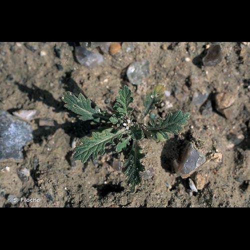 <i>Erucastrum supinum</i> (L.) Al-Shehbaz & Warwick, 2003 © S. Filoche