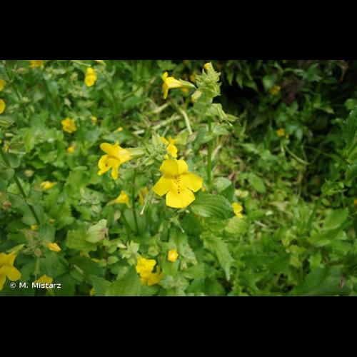 <i>Erythranthe guttata</i> (Fisch. ex DC.) G.L.Nesom, 2012 © M. Mistarz