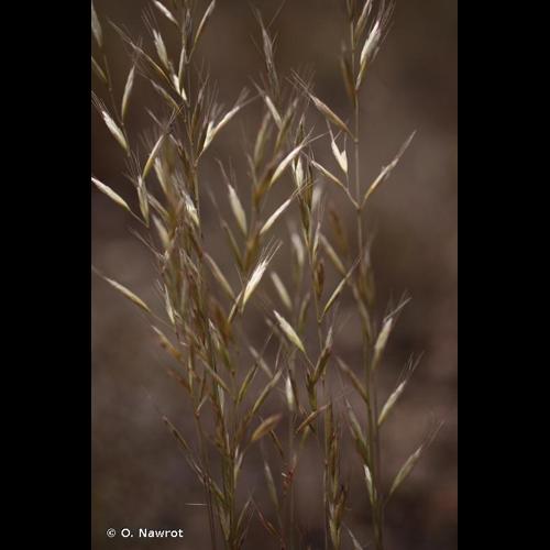 <i>Helictochloa bromoides</i> (Gouan) Romero Zarco, 2011 © O. Nawrot