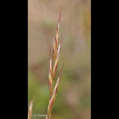 <i>Helictochloa pratensis</i> (L.) Romero Zarco, 2011 © S. Filoche