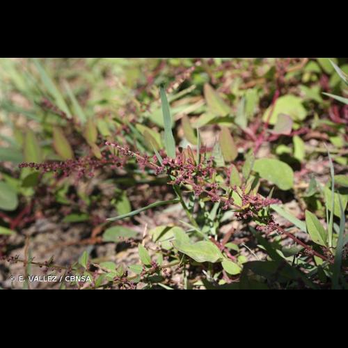 <i>Lipandra polysperma</i> (L.) S.Fuentes, Uotila & Borsch, 2012 © E. VALLEZ / CBNSA