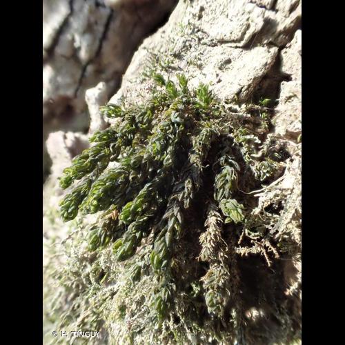 <i>Cinclidotus riparius</i> (Host ex Brid.) Arn., 1827 &copy; H. TINGUY