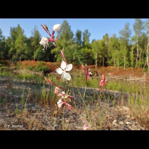 <i>Oenothera lindheimeri</i> (Engelm. & A.Gray) W.L.Wagner & Hoch, 2007 &copy; NULL