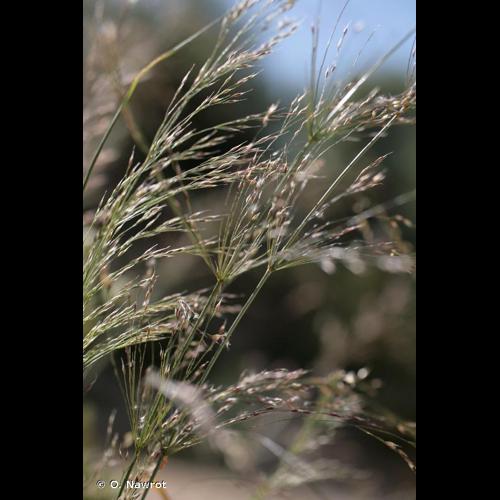 <i>Oloptum miliaceum</i> (L.) Röser & Hamasha, 2012 © O. Nawrot