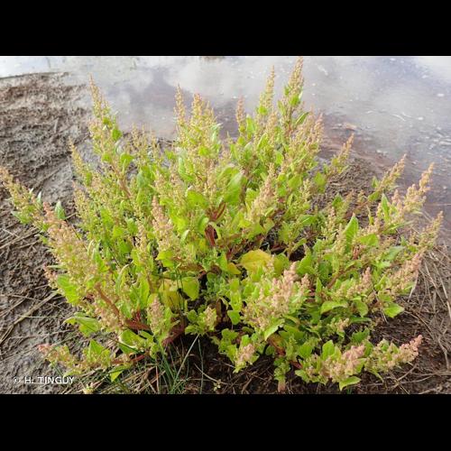 <i>Oxybasis chenopodioides</i> (L.) S.Fuentes, Uotila & Borsch, 2012 &copy; H. TINGUY