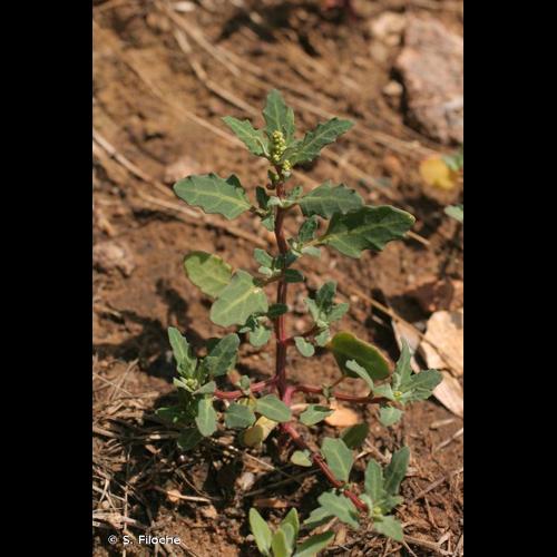 <i>Oxybasis glauca</i> (L.) S.Fuentes, Uotila & Borsch, 2012 © S. Filoche
