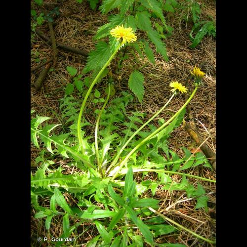 <i>Taraxacum officinale</i> F.H.Wigg., 1780 © P. Gourdain