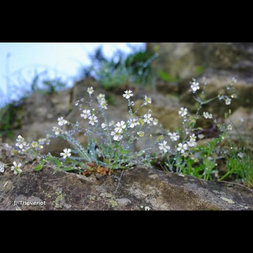 <i>Atocion rupestre</i> (L.) Oxelman, 2001 © J. Thevenot