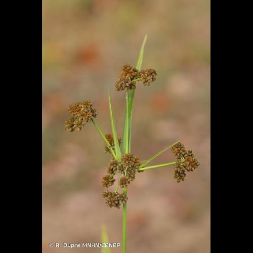 <i>Scirpus hattorianus</i> Makino, 1933 &copy; R. Dupré MNHN/CBNBP