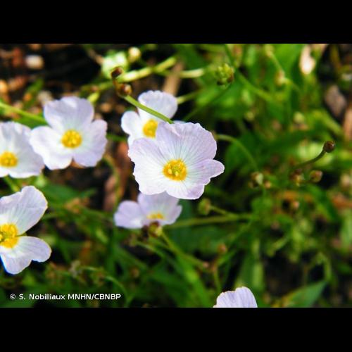 <i>Baldellia repens </i>subsp.<i> cavanillesii</i> (Molina Abril, A.Galán, Pizarro & Sard.Rosc.) Talavera, 2008 © S. Nobilliaux MNHN/CBNBP