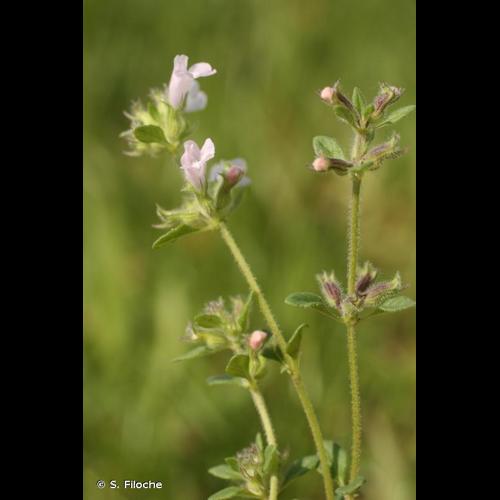 <i>Clinopodium nepeta </i>subsp.<i> ascendens</i> (Jord.) B.Bock, 2012 © S. Filoche