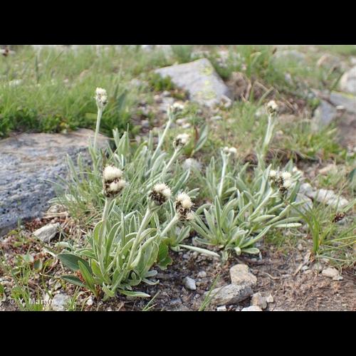 <i>Antennaria carpatica </i>subsp.<i> helvetica</i> (Chrtek & Pouzar) Chrtek & Pouzar, 1985 © NULL