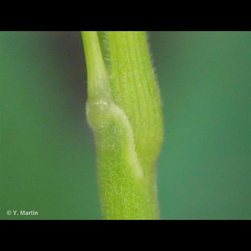 <i>Bromopsis ramosa </i>(Huds.) Holub, 1973 subsp.<i> ramosa</i> © NULL