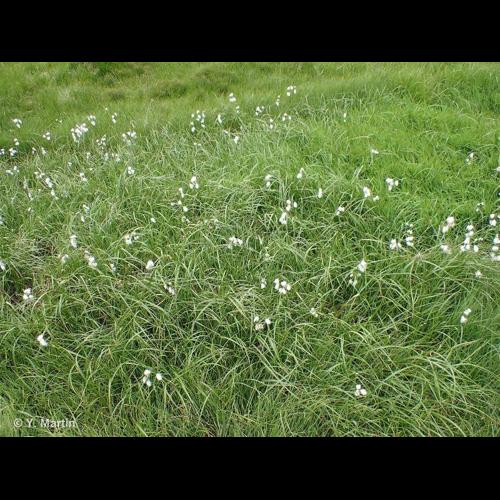 <i>Eriophorum angustifolium </i>Honck., 1782 subsp.<i> angustifolium</i> © NULL