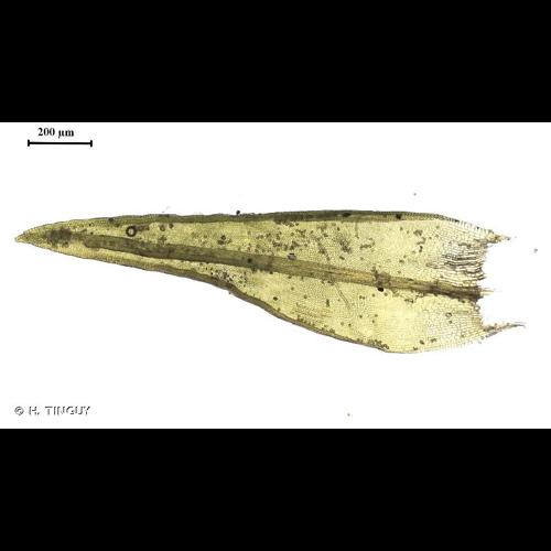 <i>Schistidium confertum</i> (Funck) Bruch & Schimp., 1845 © H. TINGUY
