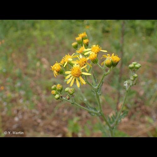 <i>Jacobaea erucifolia </i>(L.) G.Gaertn., B.Mey. & Scherb., 1801 subsp.<i> erucifolia</i> © NULL