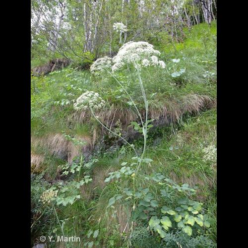 <i>Laserpitium latifolium </i>L., 1753 subsp.<i> latifolium</i> &copy; NULL