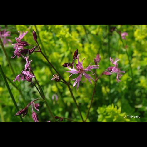 <i>Lychnis flos-cuculi </i>L., 1753 subsp.<i> flos-cuculi</i> &copy; J. Thévenot