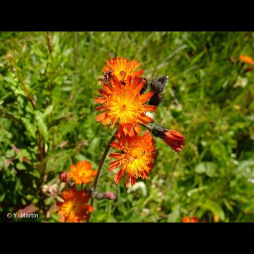 <i>Pilosella aurantiaca </i>(L.) F.W.Schultz & Sch.Bip., 1862 subsp.<i> aurantiaca</i> &copy; NULL